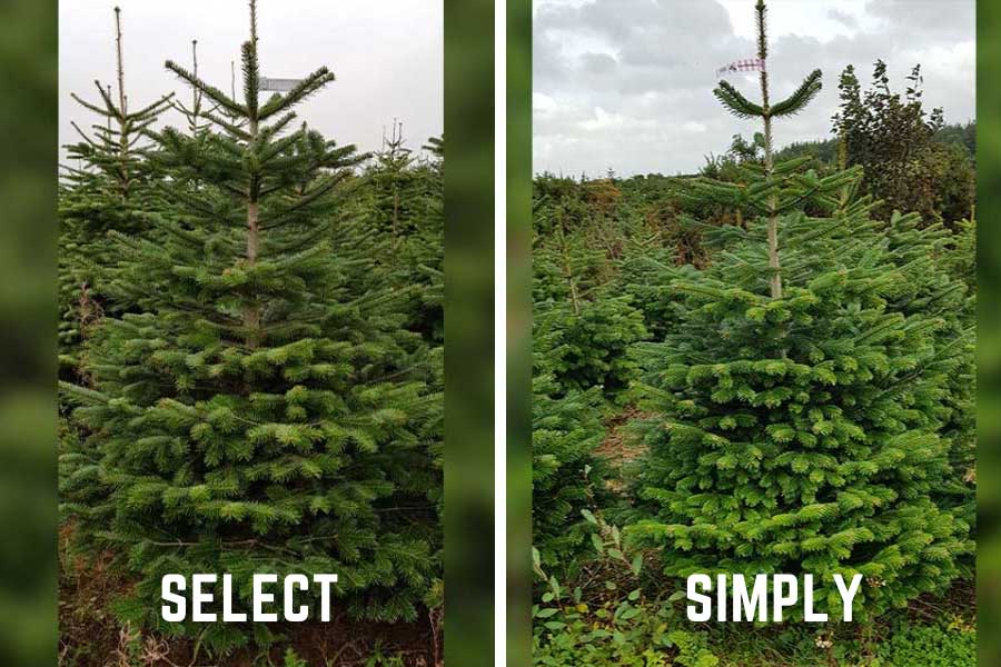 Real Nordmann Fir Christmas tree on display at Oxford Garden Centre